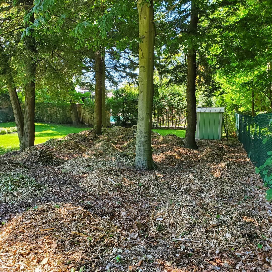 Fresh wood chips spread beneath mature trees after brush clearing and on-site chipping along a fence line