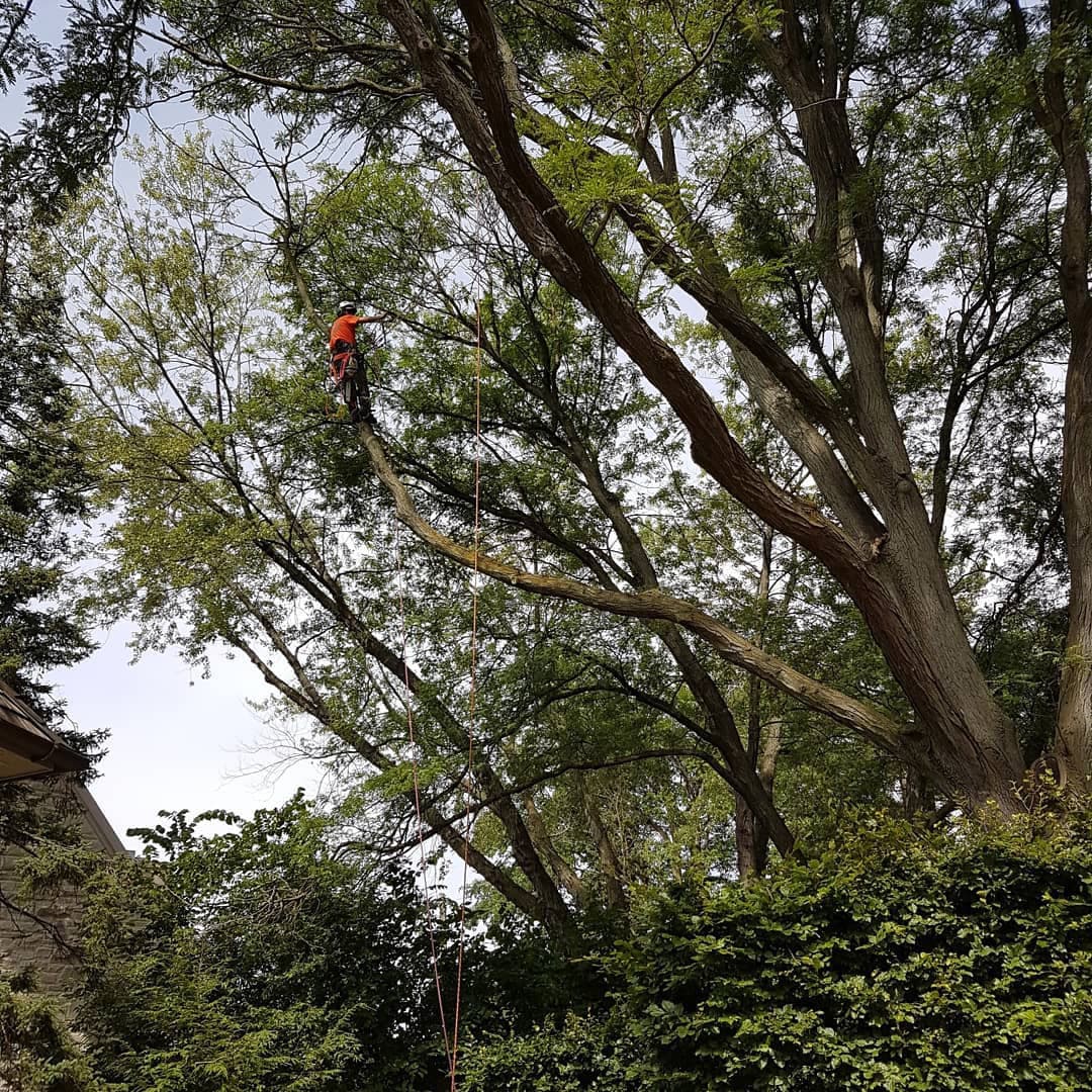 Arborist climber positioned on a long lateral limb performing end-weight reduction with a rigging line for controlled cuts over a backyard