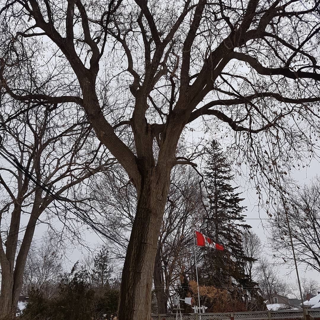 Limb performing end-weight reduction with a rigging line for controlled cuts over a backyard