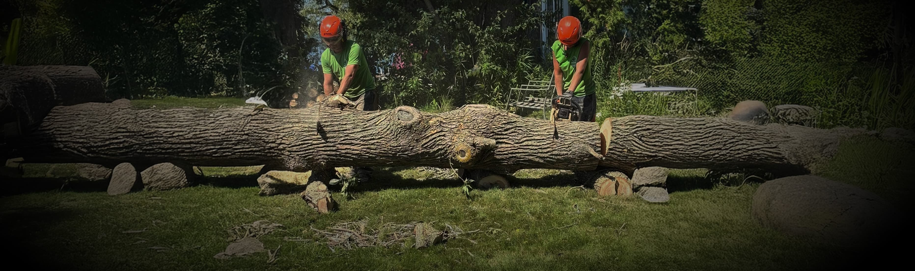 Bourne To Climb crew rigging a maple removal